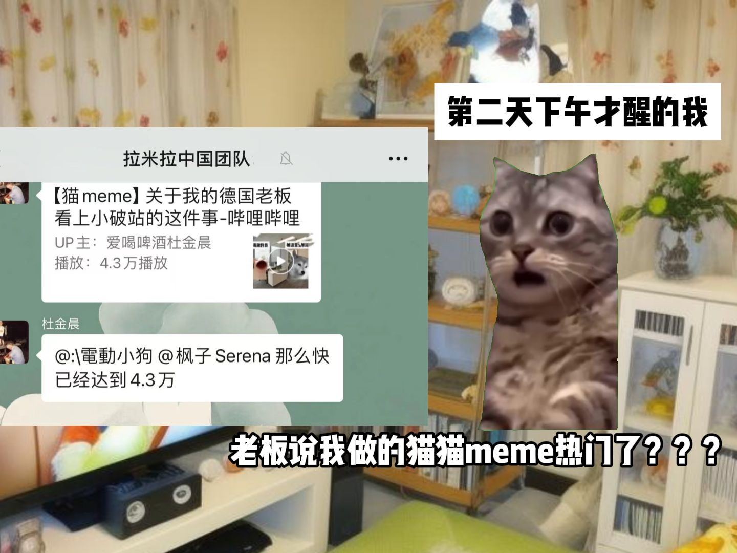 【猫meme】一觉醒来，公司的猫meme上了热门？！