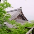京都永观堂/初夏的雨：在京都漫步/雨中的永观堂禅林寺｜日本京都｜EP 007
