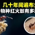 南美红火蚁入侵中国12省，多人因此死亡，物种入侵有多恐怖？