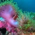 海底世界，珊瑚礁鱼。治愈系!