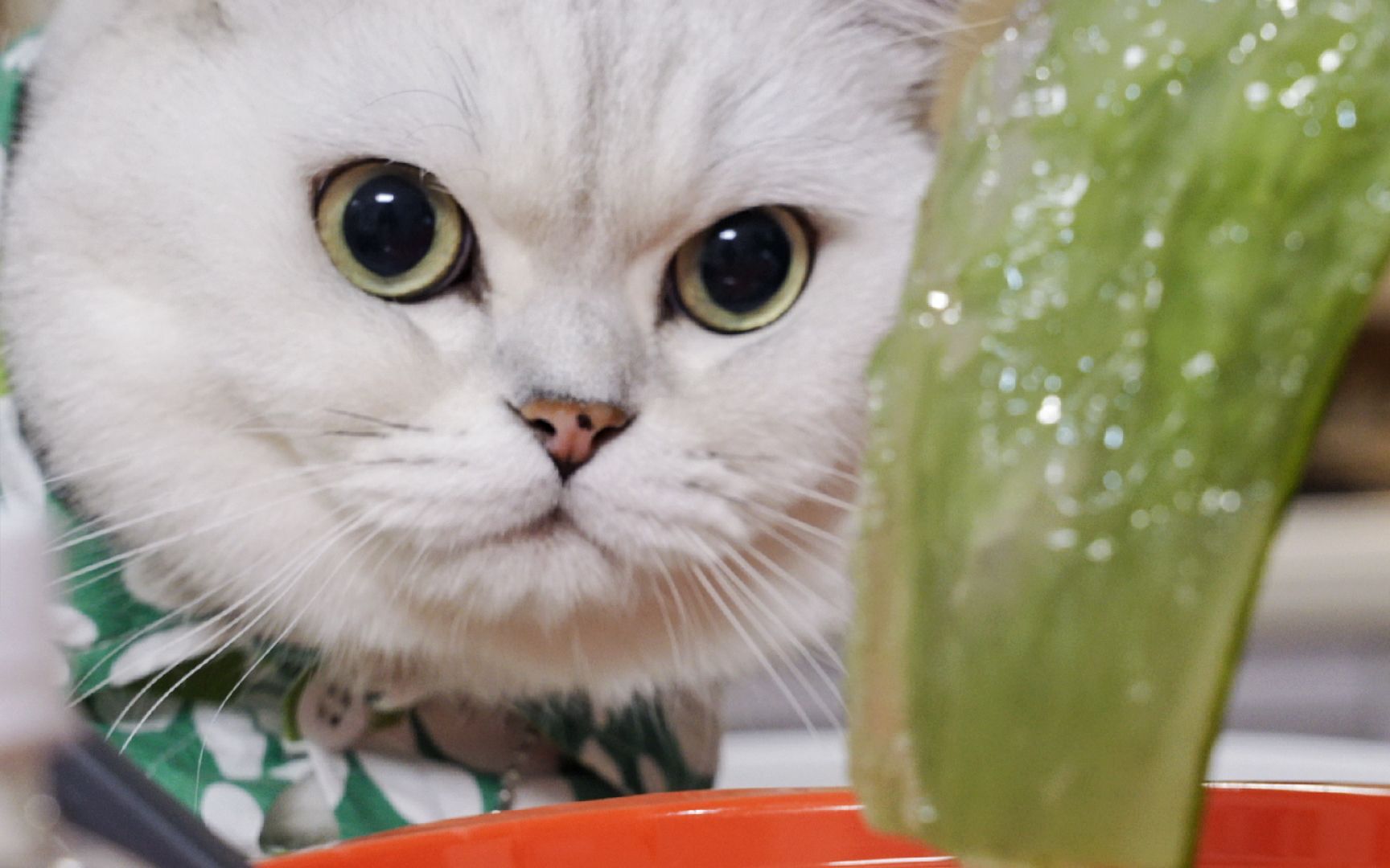小猫咪请我喝它做的芦荟汁！还说干净又卫生？