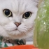 小猫咪请我喝它做的芦荟汁！还说干净又卫生？