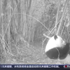 红外相机拍到有趣画面：野生大熊猫自己在竹林吃了一整晚