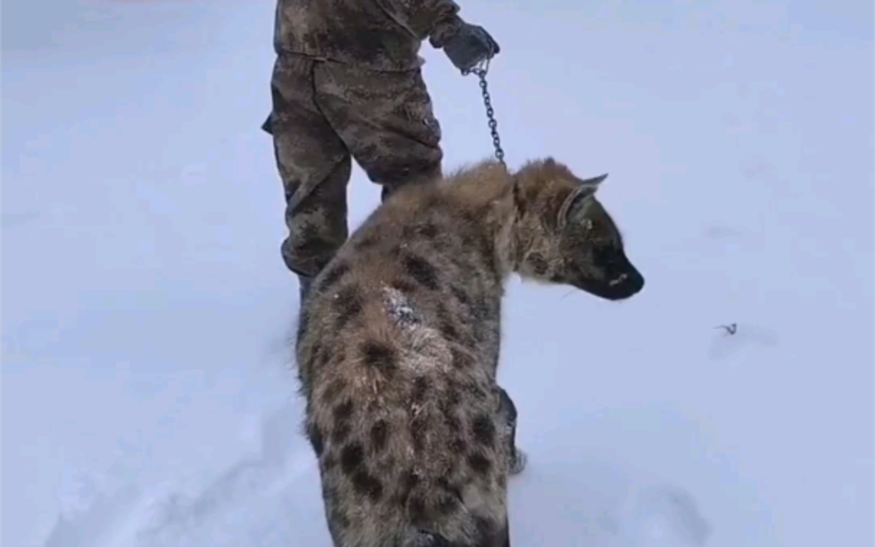 下大雪太冷，180斤东北家养斑鬣狗搬家了