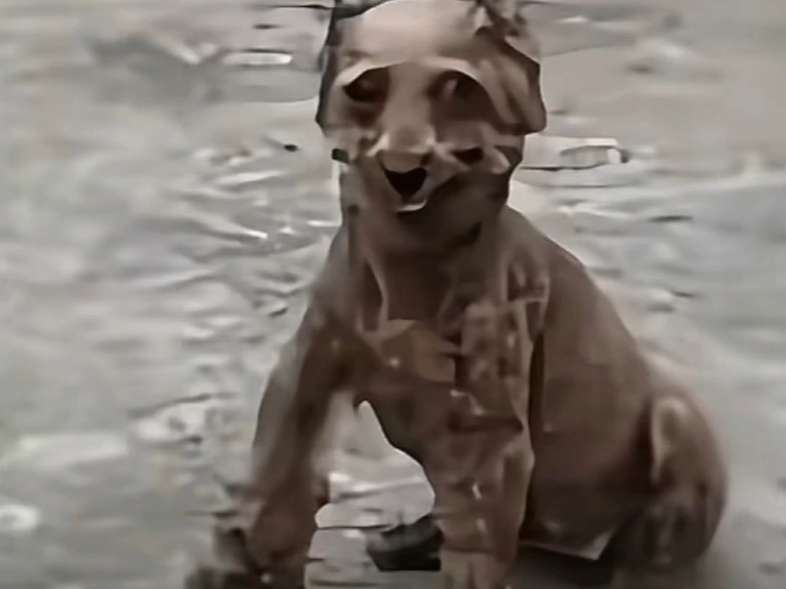 不咬人的狗，这一口下去会很疯狂，摸摸哥的邪恶小泰迪