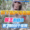 遛猴系列:按下葫芦浮起瓢，养了3000废物，光吃饭不干事