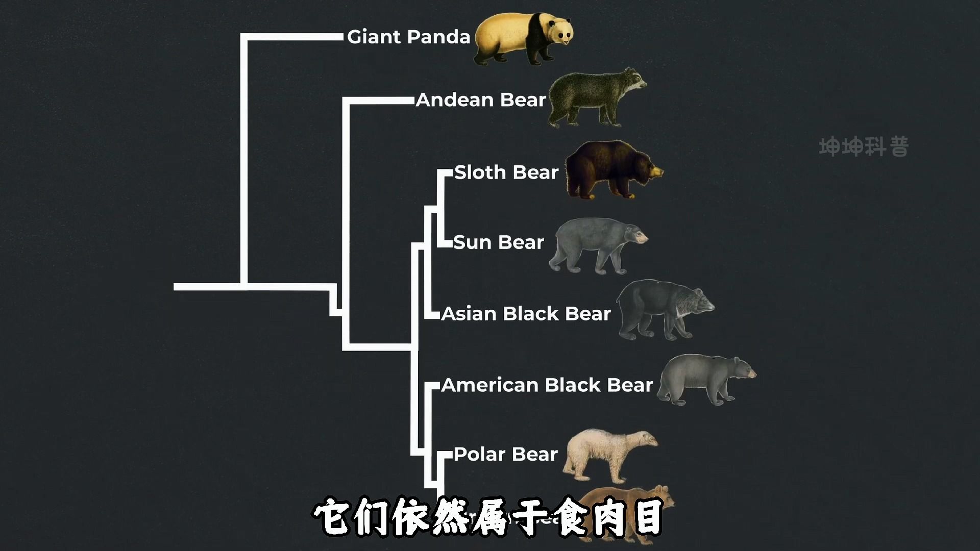 如果你转生成了大熊猫，记得对自己好一点