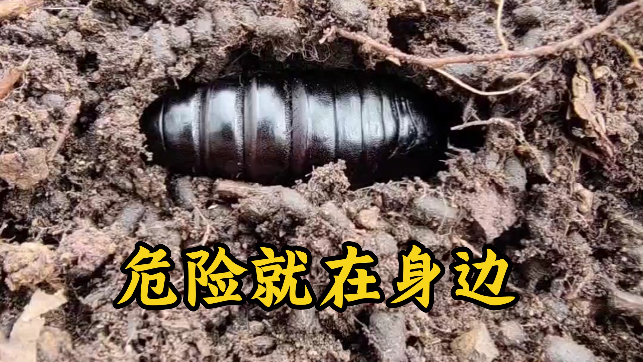 蛹的噩梦，一旦被它发现，就只能等着被吃掉！