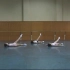 北京舞蹈学院芭蕾舞分级考试1-4级全集