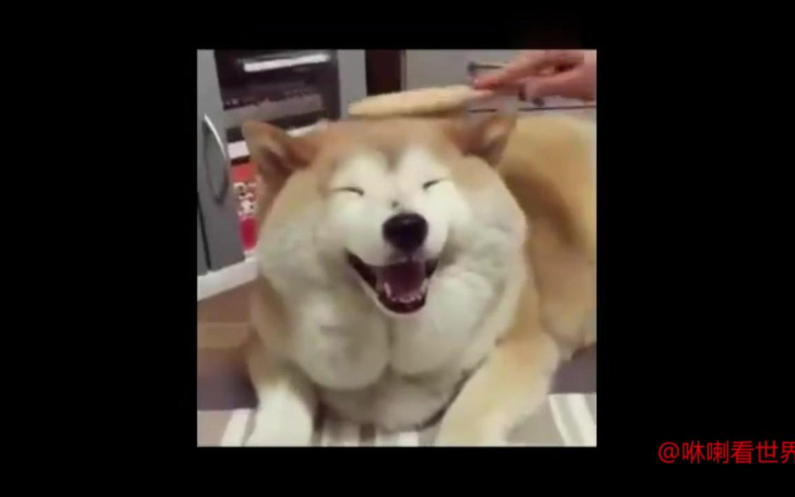 柴犬这些笑容太献媚怪不得是表情的担当
