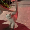 猫：刚满18岁