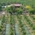 泰国的椰树种植园，神奇的农业技术