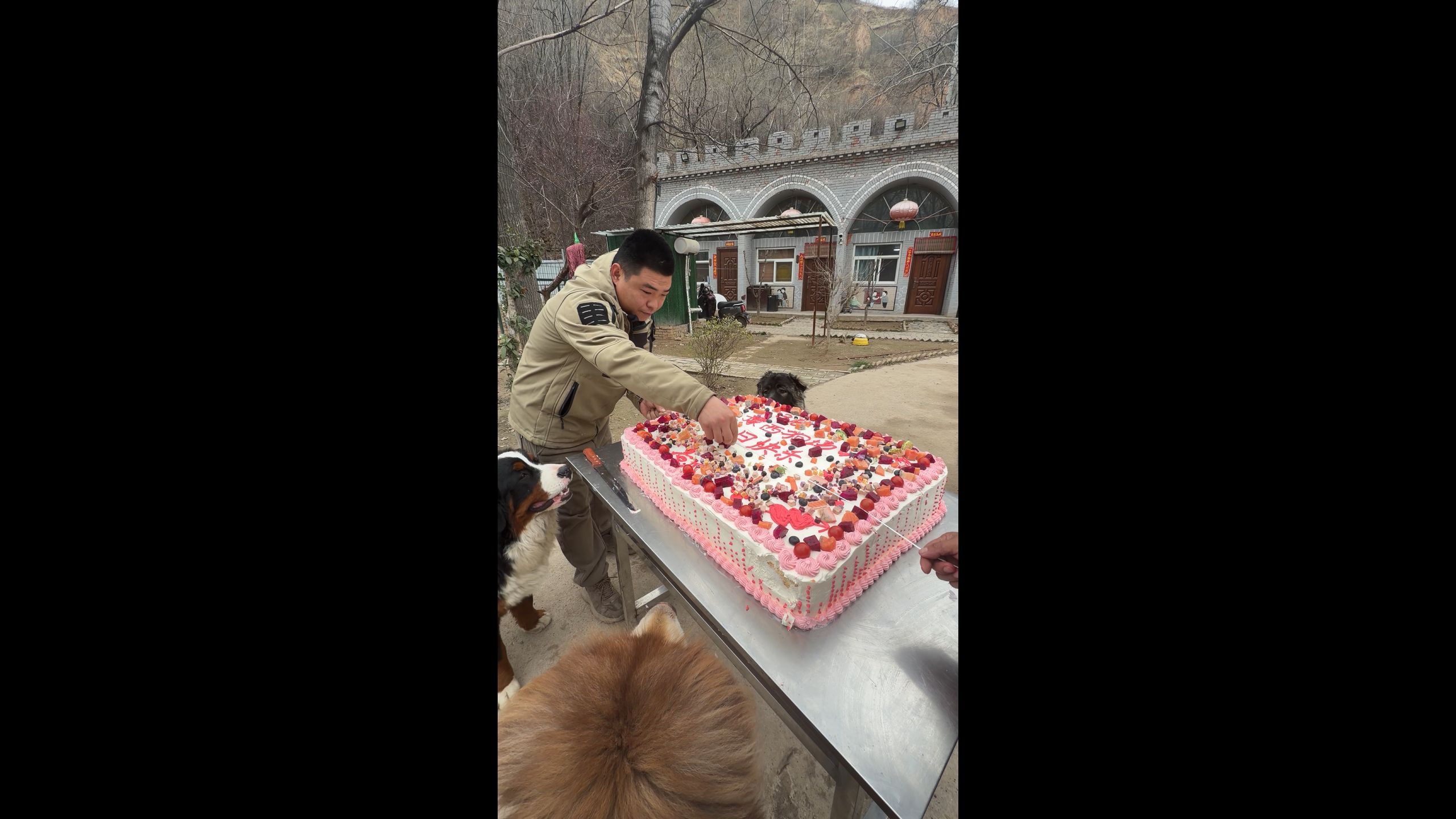 今天小黑刺两岁了，厂长亲手制作一个，100寸蛋糕为它庆生