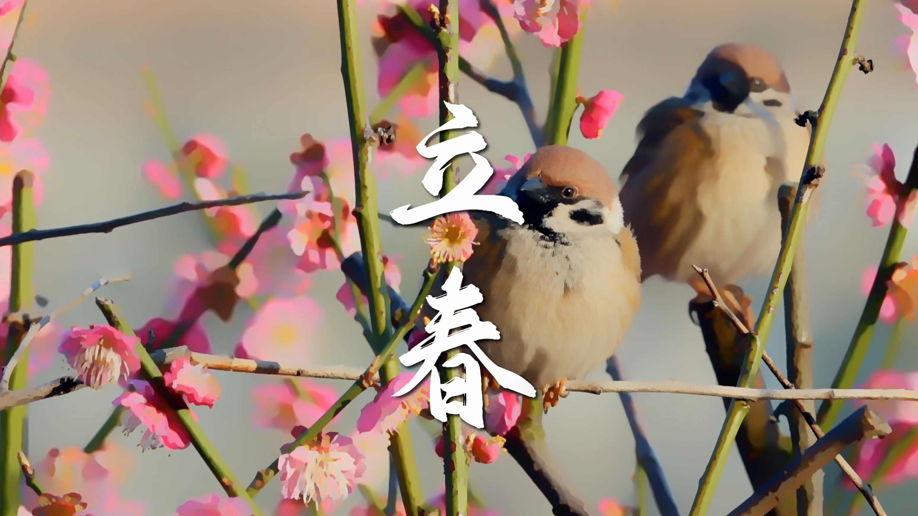 立春丨问东风，消息几时来？