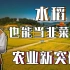 水稻也成韭菜了?云南大学成功研制多年生稻，种一次，吃三年