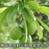 危险的植物系列-海檬树的果实