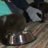 俄罗斯小熊孤儿救助中心刚刚救下的三只熊崽，毛茸茸圆滚滚，咕咚咕咚喝盆盆奶的样子简直太可爱了
