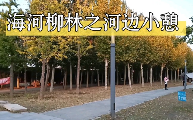 海河柳林之河边小憩