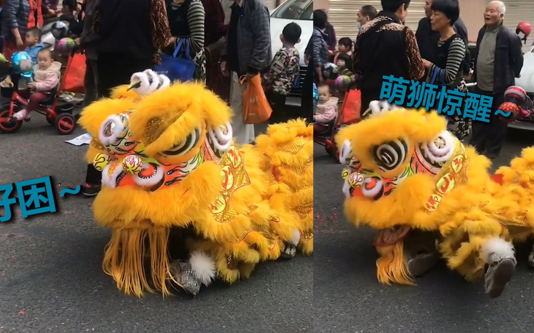 舞狮人群中“打盹儿” 耷拉耳朵偷偷闭眼 一惊一乍恐怕偷懒被发现哔哩哔哩bilibili