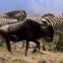 壮观的非洲动物大迁徙--一场生与死的较量