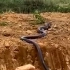 世界第一毒蛇，一条二十几斤的过山峰，近距离接触非常霸气！