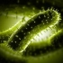 铜绿假单胞菌的危害及检测