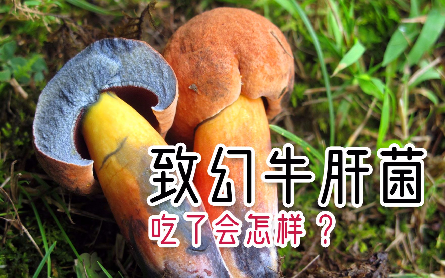 云南最爱吃的见手青到底是什么蘑菇？吃了不仅能见小人，还能……
