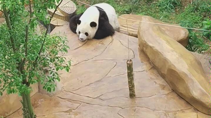 【大熊猫汉媛】在外面淋雨也不愿意进去
