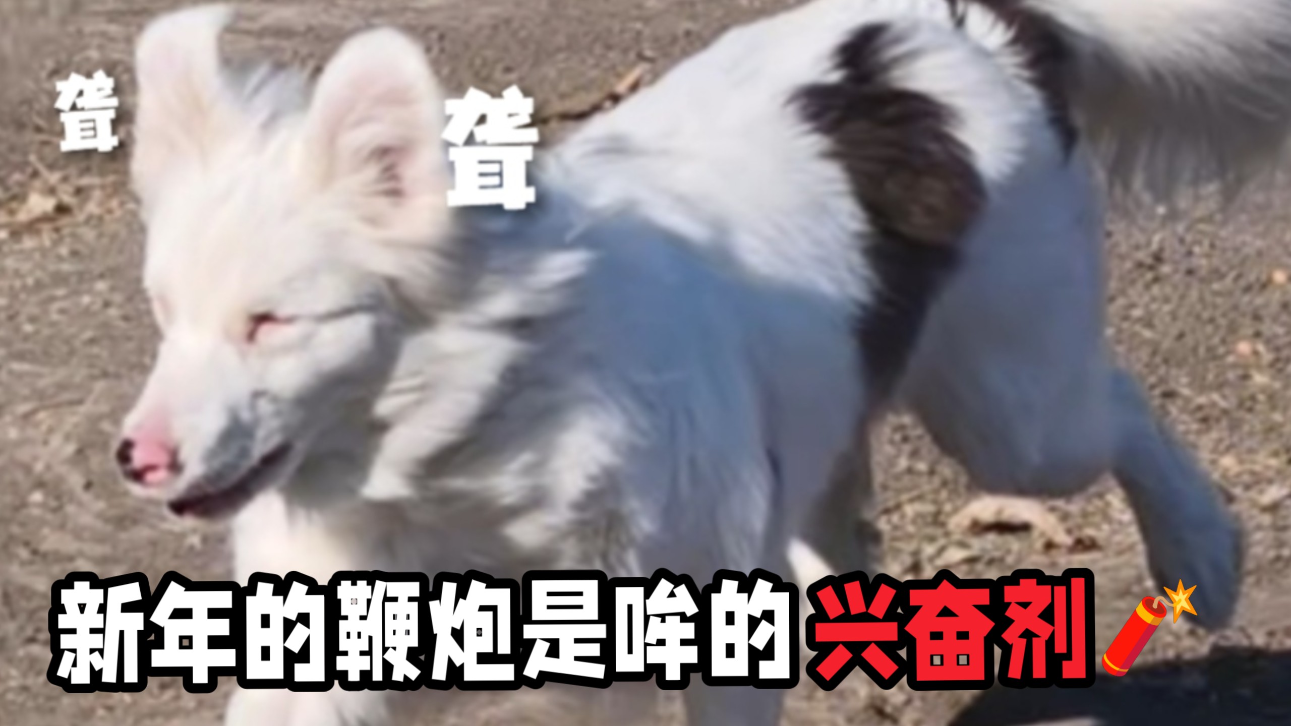 当其他小狗被鞭炮吓到发抖时，小聋狗哞哞……今年过年带开心哞哞回哞爸乡下的家了一放炮村里的狗就哆嗦，结果哞以为乡下的乡巴狗都怕它，现在自信上天了