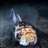 世界上最丑的动物—瞻星鱼