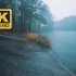 【4K】在雷雨中自然漫步“世界第八大奇观”佐治亚石山