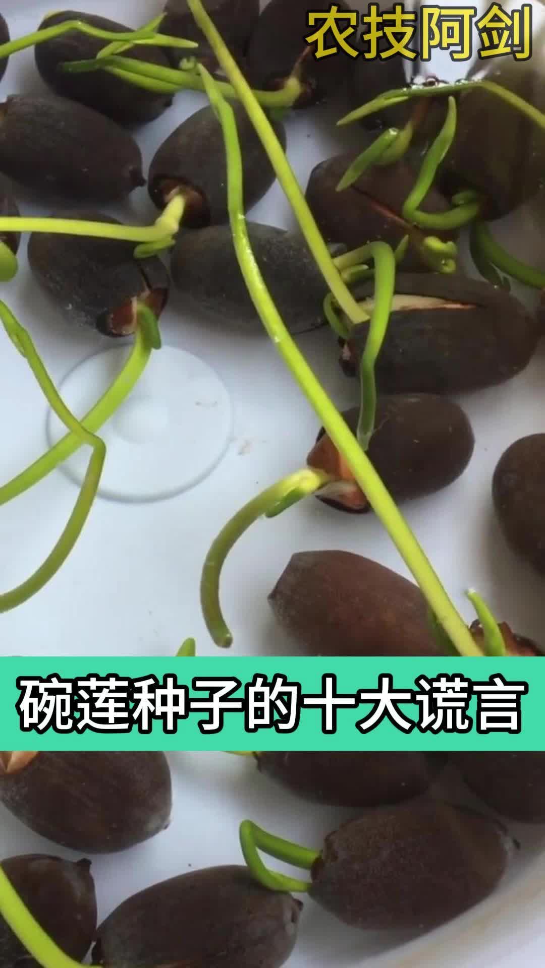 碗莲种子的十大谎言