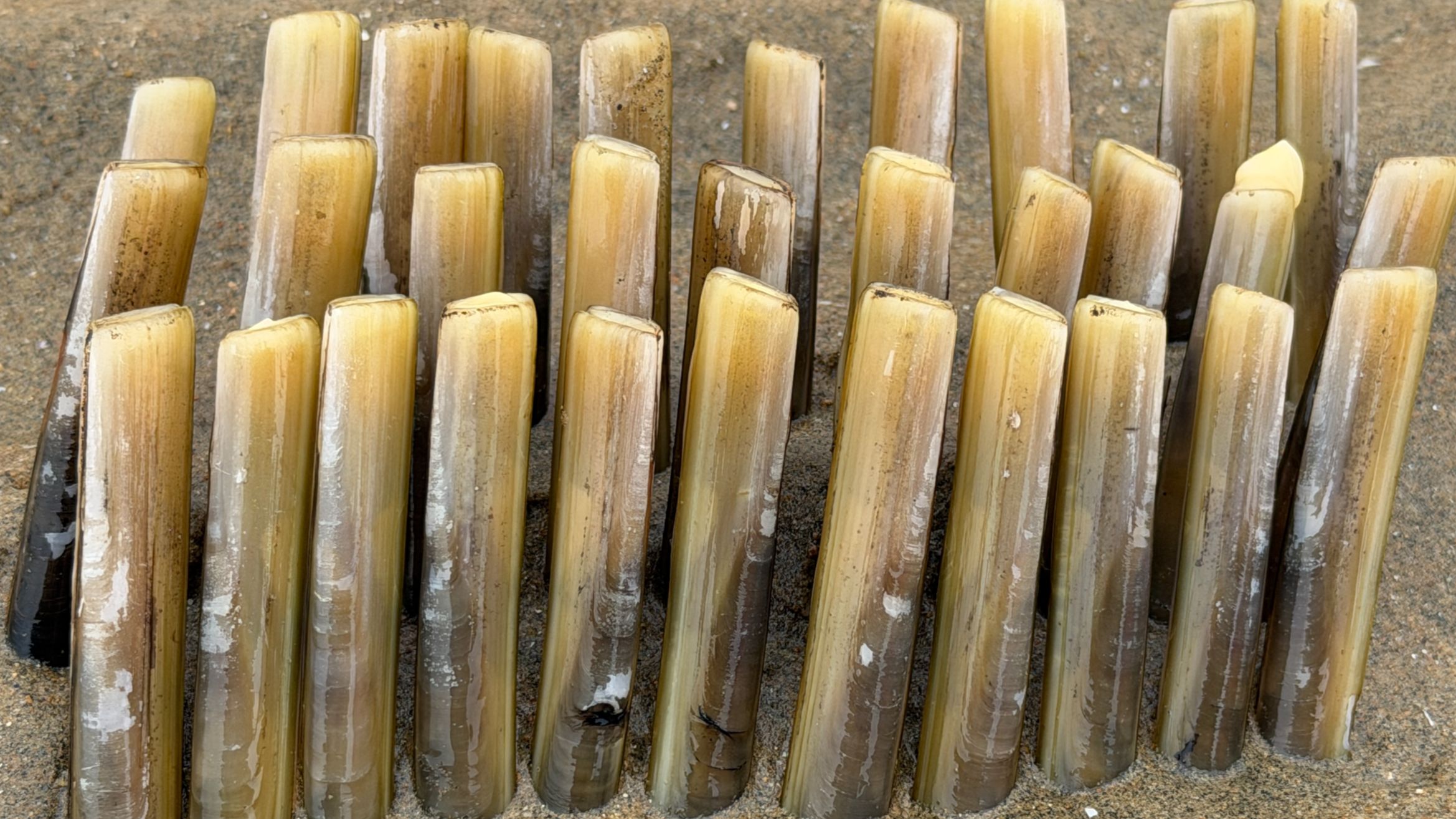 大庆赶海，大海退潮后发现大个的竹节蛏眼，撒上一点盐往外跑