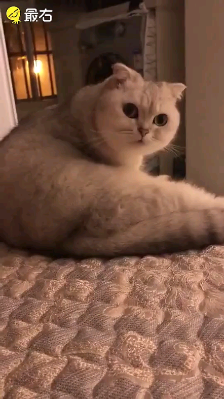 姚姚不是p30姚姚这个猫越看越像你
