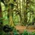 自然治愈 / 霍恩雨林漫步~奥林匹克国家公园的美景