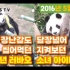 大熊猫华妮园欣 6年前刚去韩国时的视频