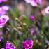 4K，石竹开花，花卉延时摄影，Sony A7C 90FE 2.8微距