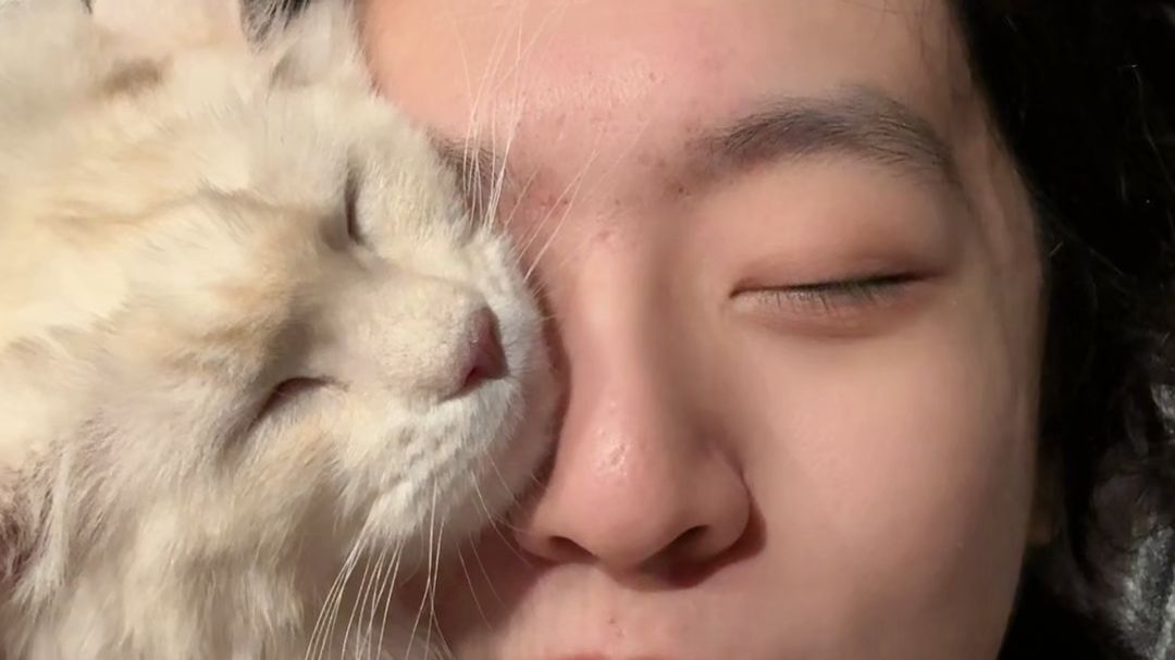《缅因猫的生理性喜欢》