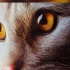 苏绣皇后绣出来的猫眼有多绝？这一眼，四十多年的功力！