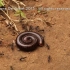 蚂蚁围殴千足虫！它能逃过一劫吗？