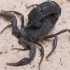 【蝎子】肥尾杀人蝎近似种（Androctonus cf. crassicauda）试配（人为诱导）
