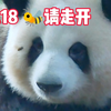 9.18 花花局长太香太美啦，小蜜蜂都过来吸花呢