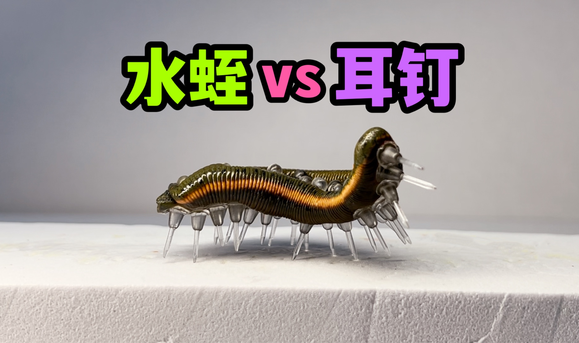 给一只大水蛭装满耳钉！会发生什么事？