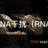 RNA干扰（RNAi）