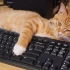 【kumiko】家有小橘猫，阻止你玩儿电脑