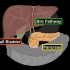 胆囊、胆道、胰腺解剖
