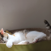 下辈子我也做小猫让我妈养我