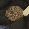 爱猫tv之给小猫展示哈基米大旋风