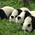 无论人还是熊猫，幼儿园永远是最无忧无虑的地方