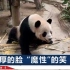 广州有一只大熊猫竟然会笑，笑声“嘻嘻嘻嘻”，给网友整乐了